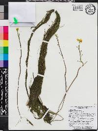 Utricularia floridana image