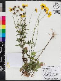 Coreopsis basalis image