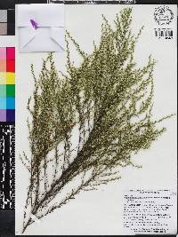 Eupatorium capillifolium image