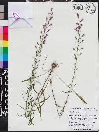 Liatris gracilis image