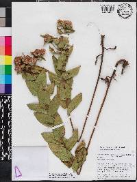 Pluchea baccharis image