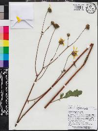 Silphium compositum image