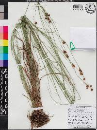 Rhynchospora fascicularis image