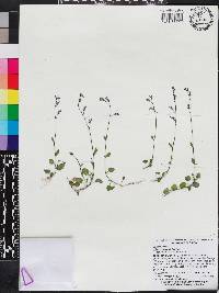 Lobelia feayana image