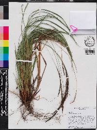 Carex hamata image