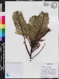 Phyllanthus myriophyllus image