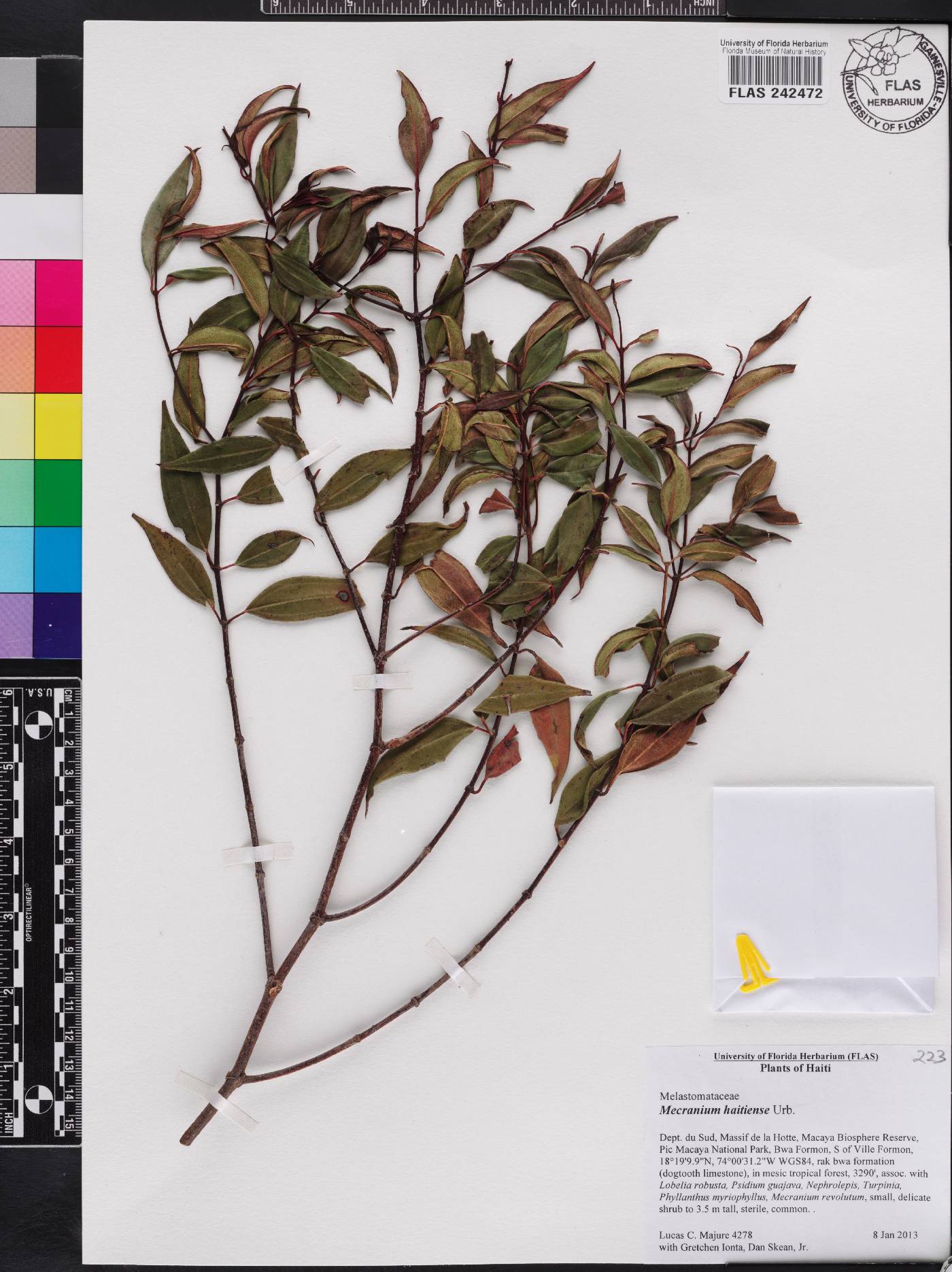Miconia ayisyena image