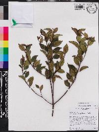 Miconia ayisyena image