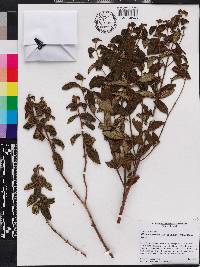 Miconia curvipila image