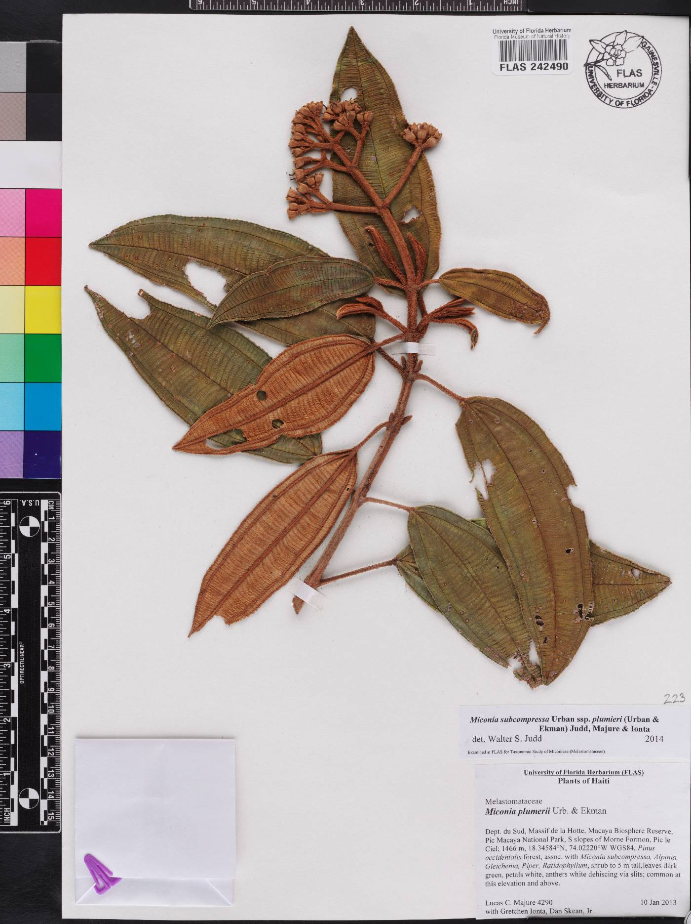 Miconia subcompressa subsp. plumieri image