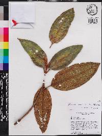 Miconia xenotricha image