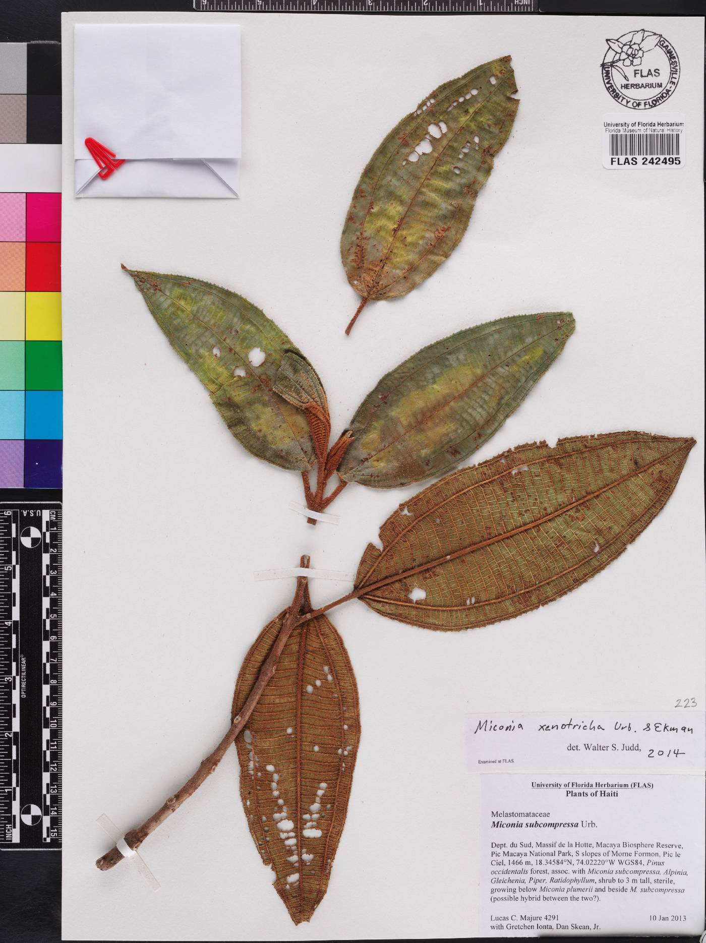 Miconia xenotricha image