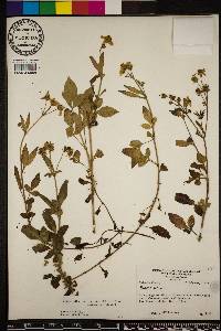 Bidens alba image