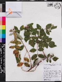 Rubus niveus image