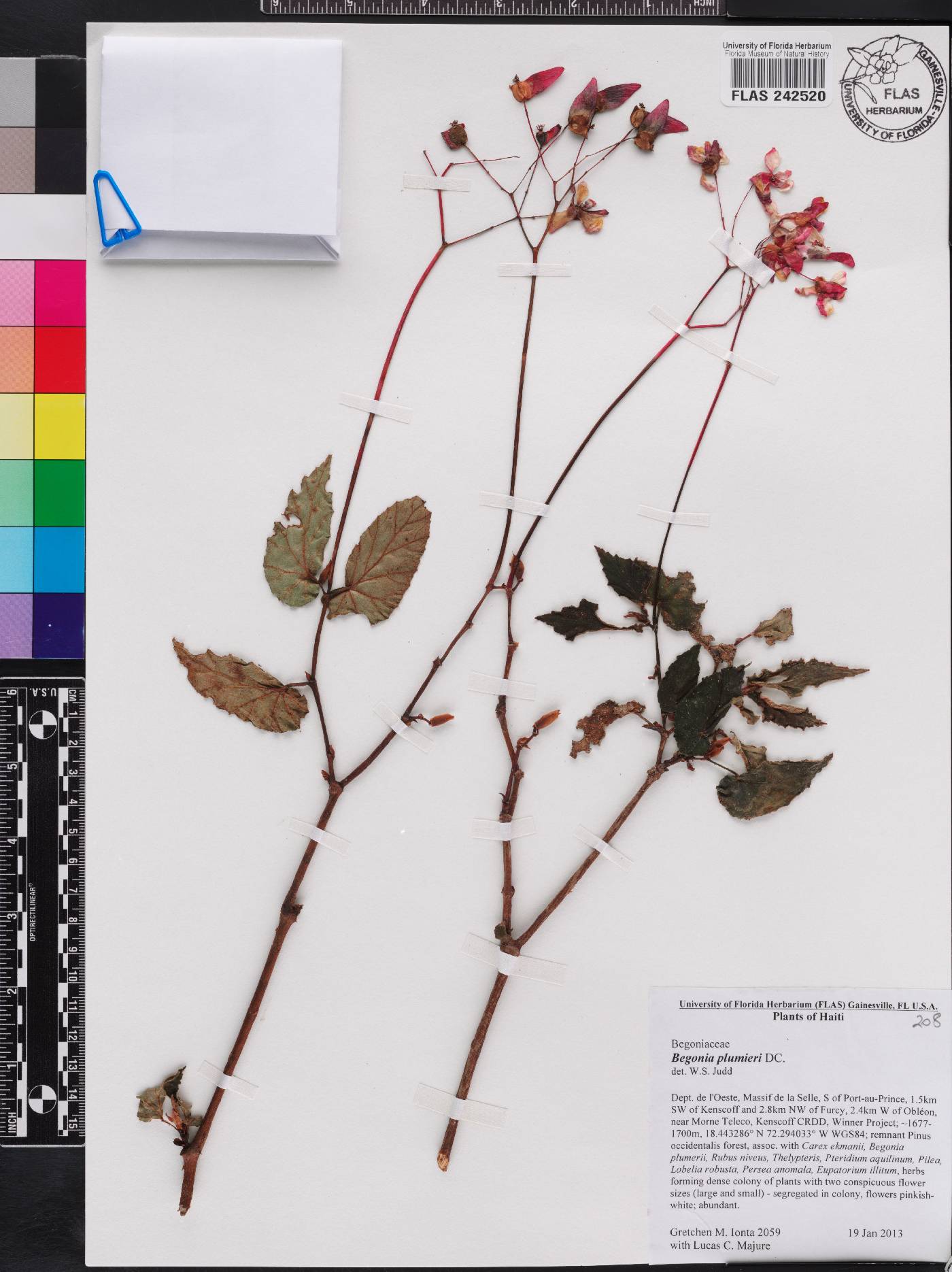 Begonia plumieri image