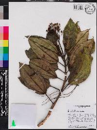 Miconia barkeri image