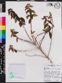 Miconia curvipila image