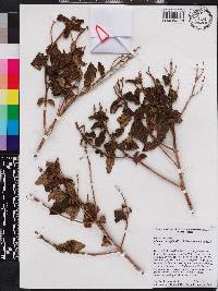 Miconia curvipila image