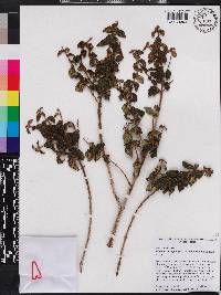 Miconia curvipila image