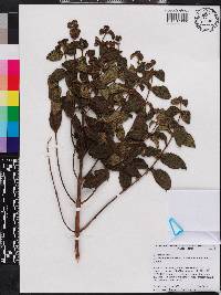 Miconia curvipila image
