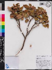 Miconia macayana image