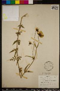 Bidens mitis image