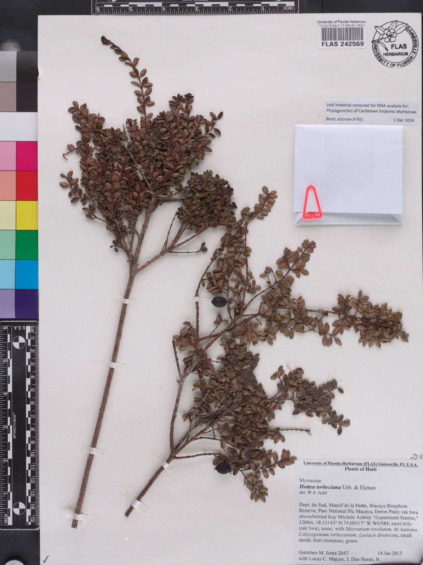 Hottea torbeciana image