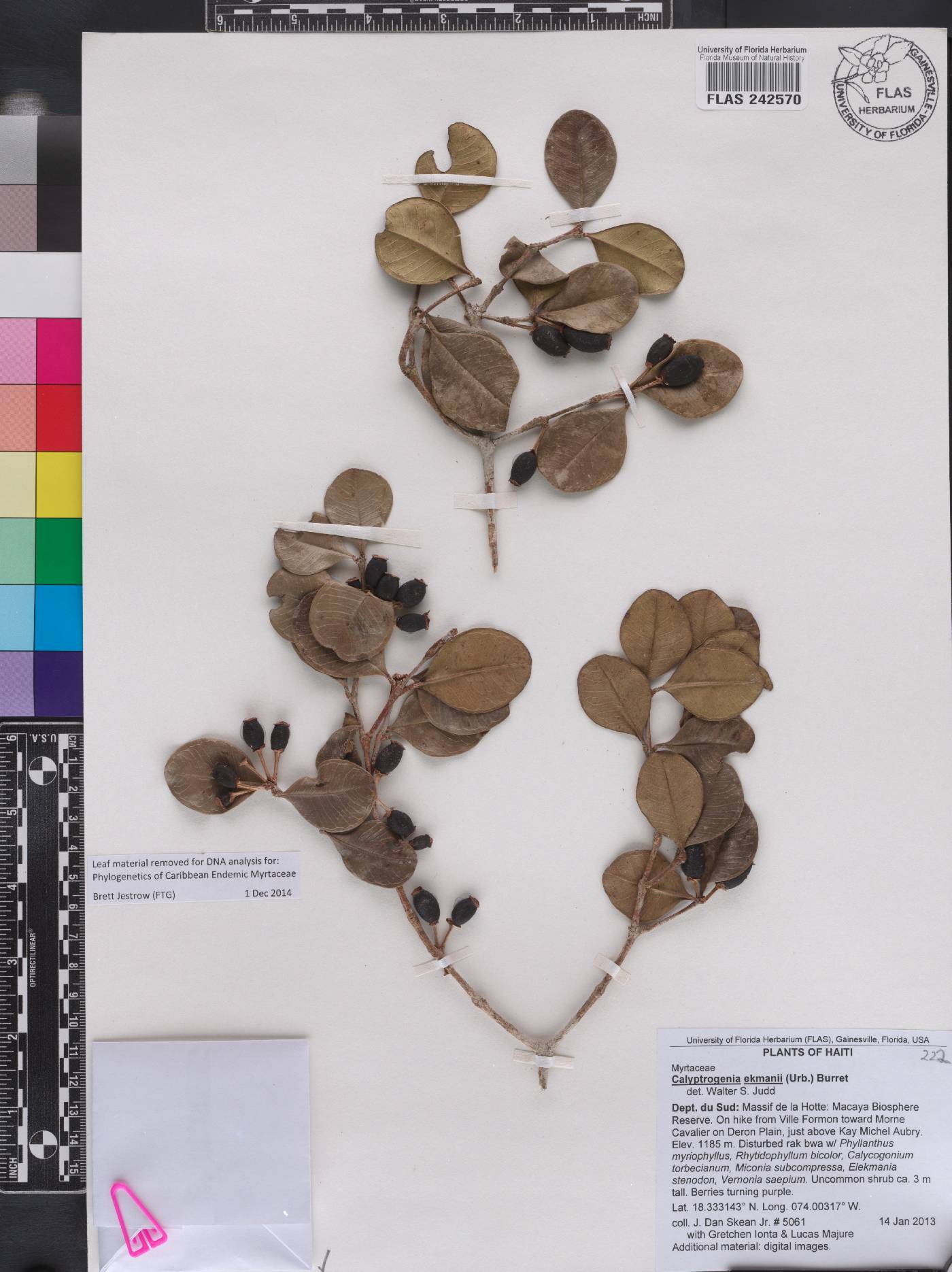 Calyptrogenia ekmanii image