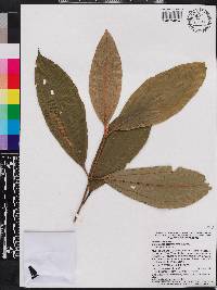 Miconia conorufescens image