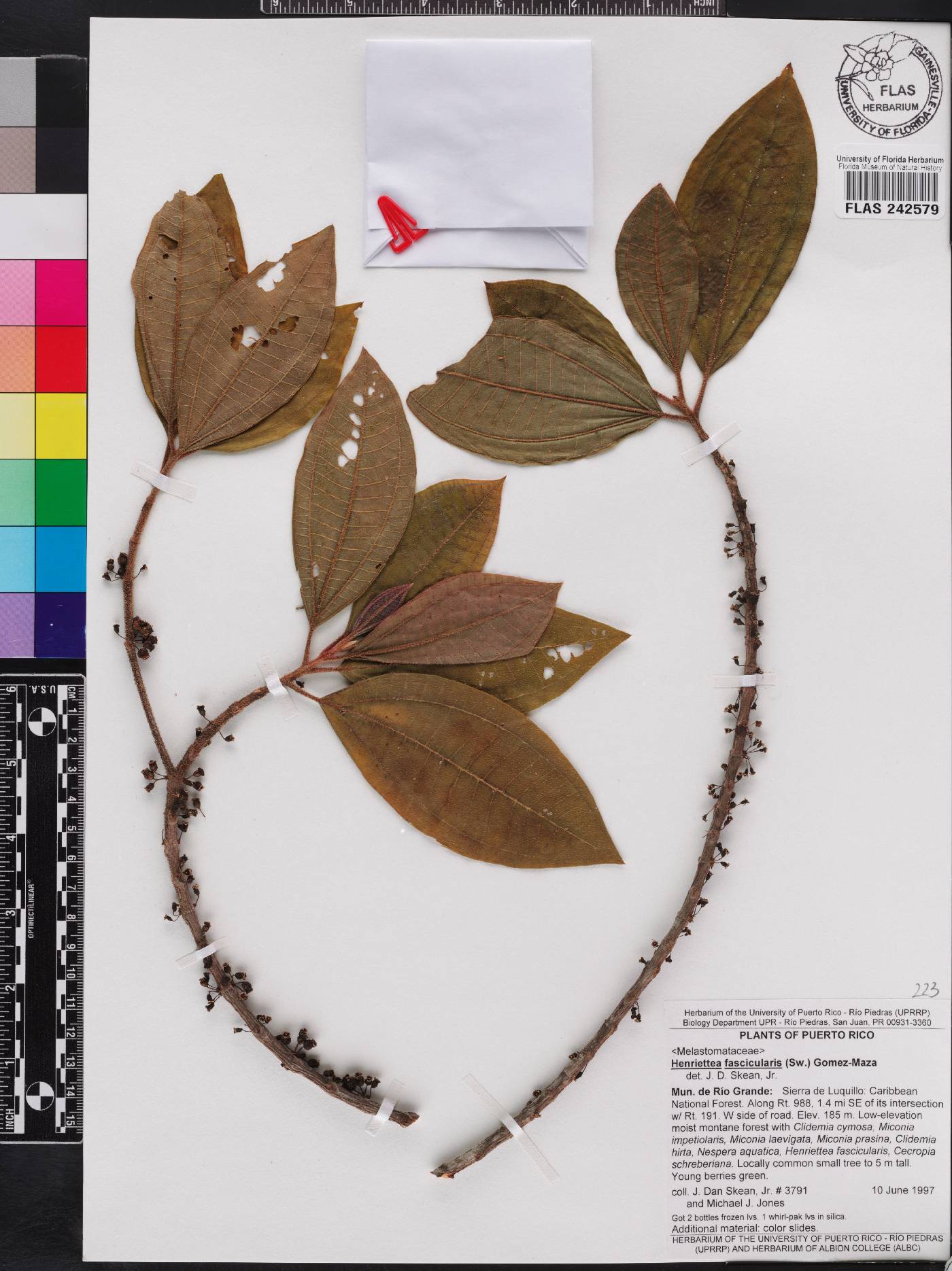 Henriettea fascicularis image