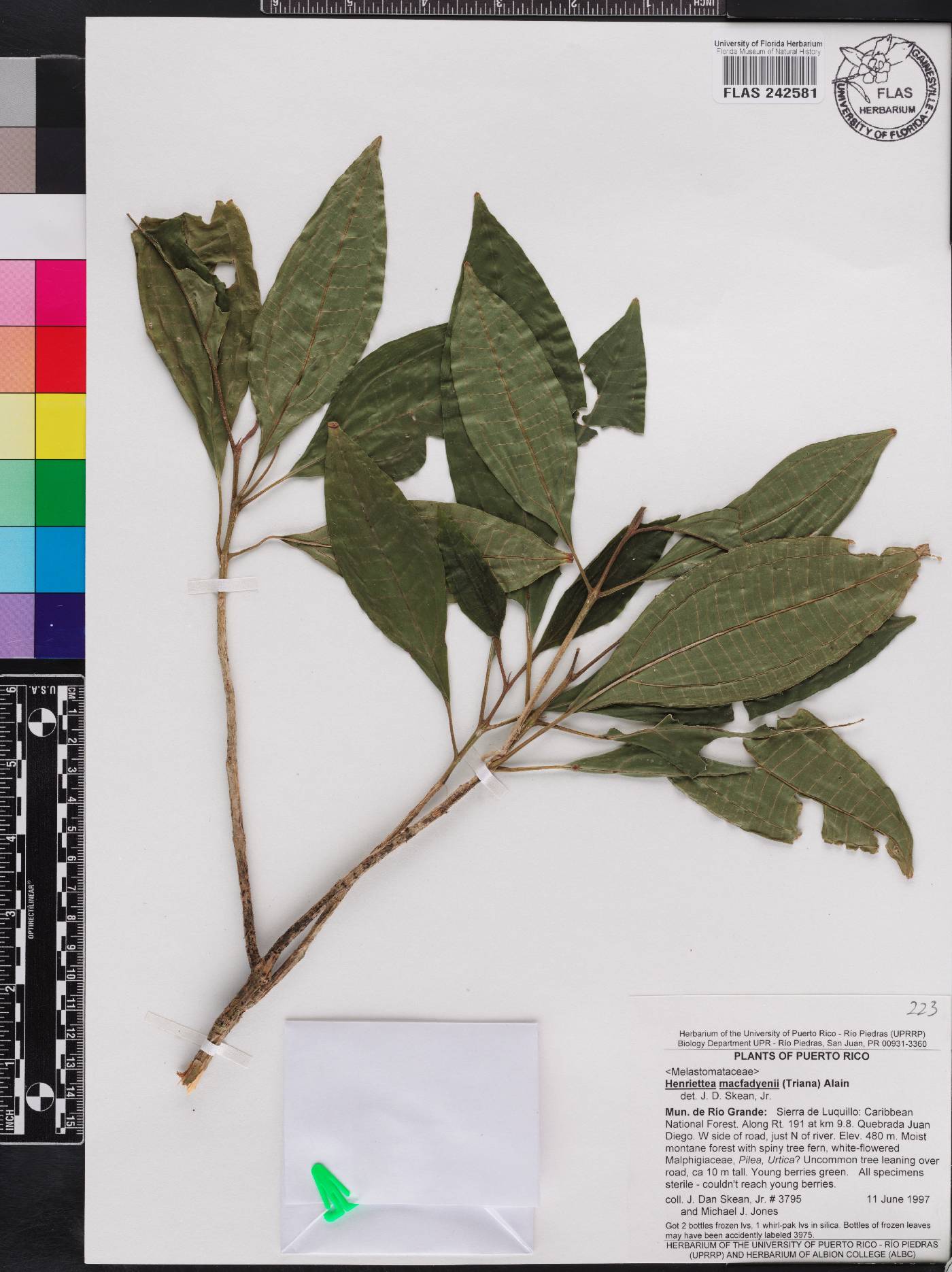 Henriettea macfadyenii image