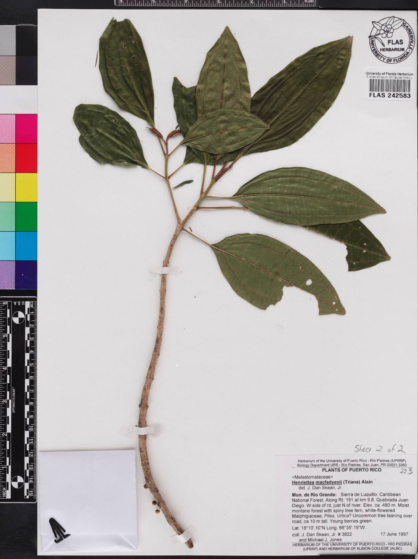 Henriettea image