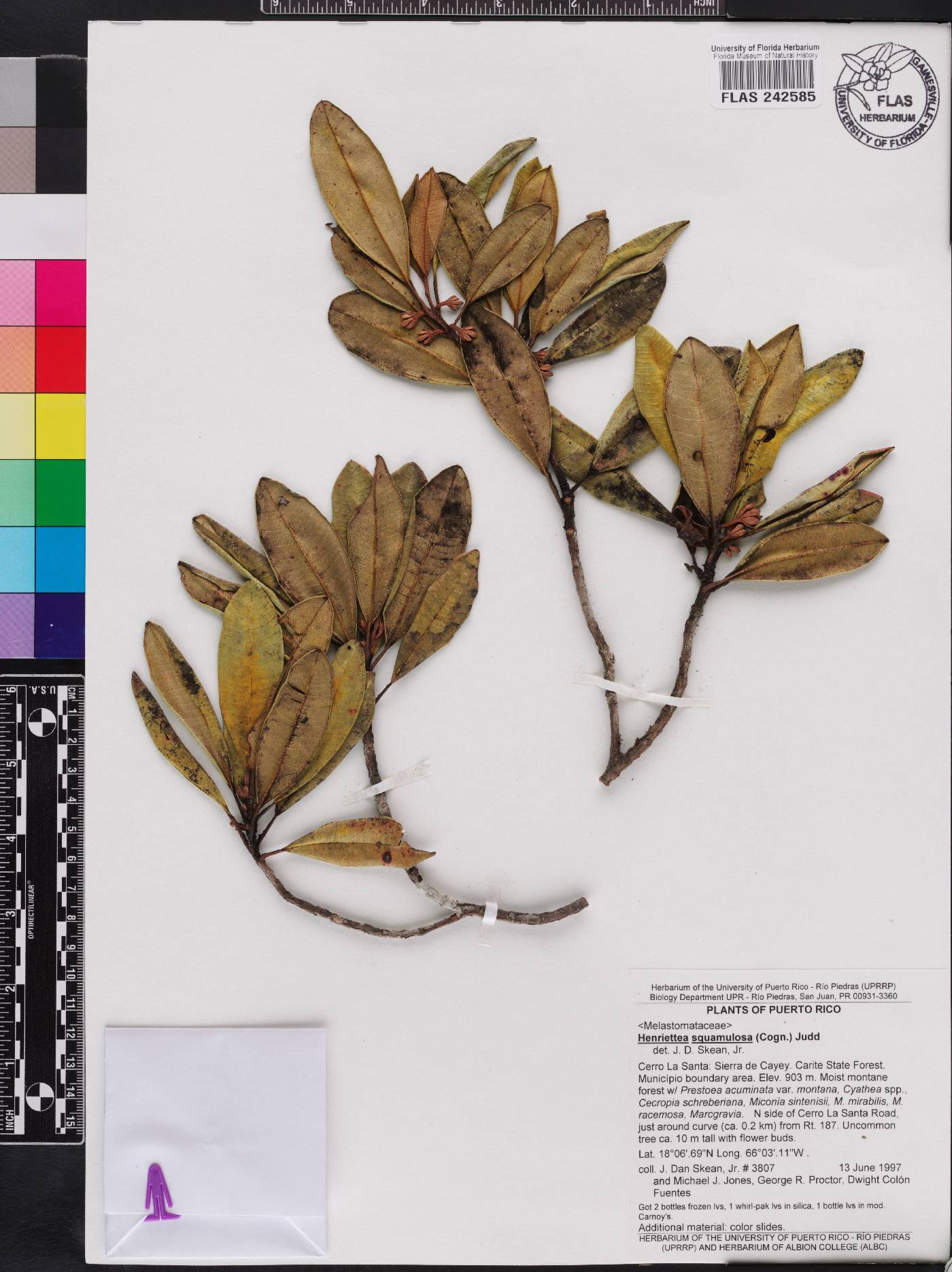 Henriettea squamulosa image