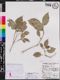 Miconia krugiana image
