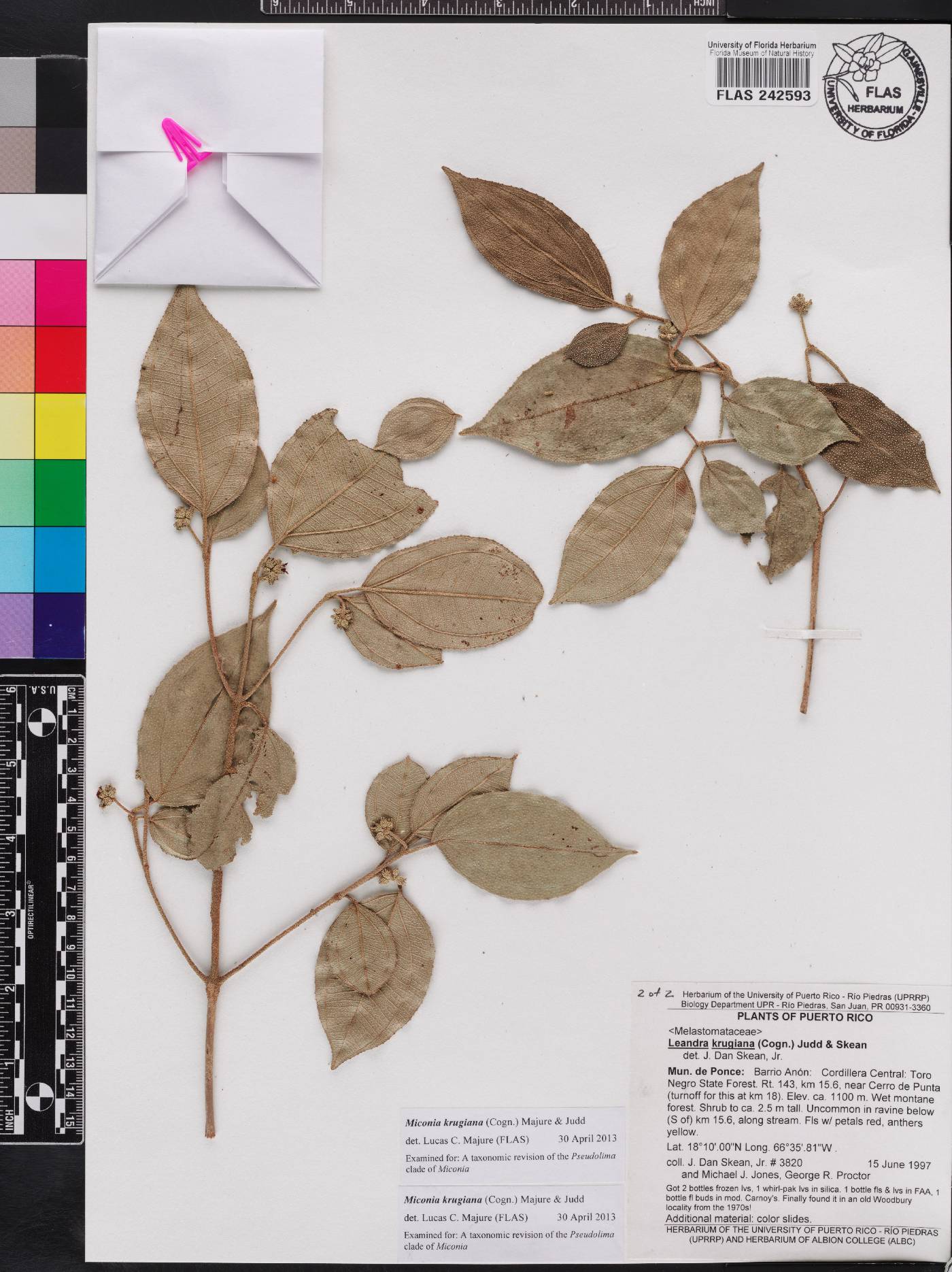Miconia krugiana image
