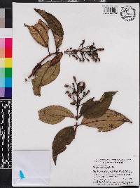 Miconia racemosa image