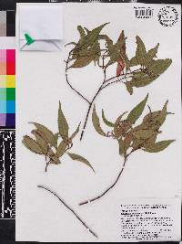 Miconia acuminoides image