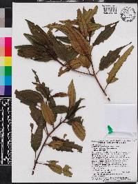 Miconia antillana image