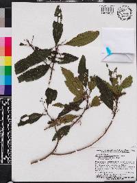 Miconia antillana image