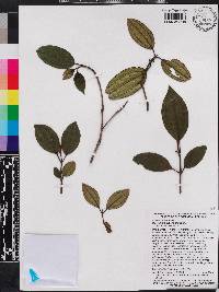 Miconia hirticaulis image