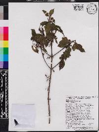 Miconia hirticaulis image
