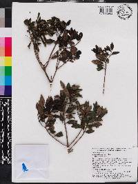Miconia desportesii image