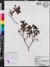 Miconia desportesii image
