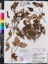 Miconia macrocarpa image