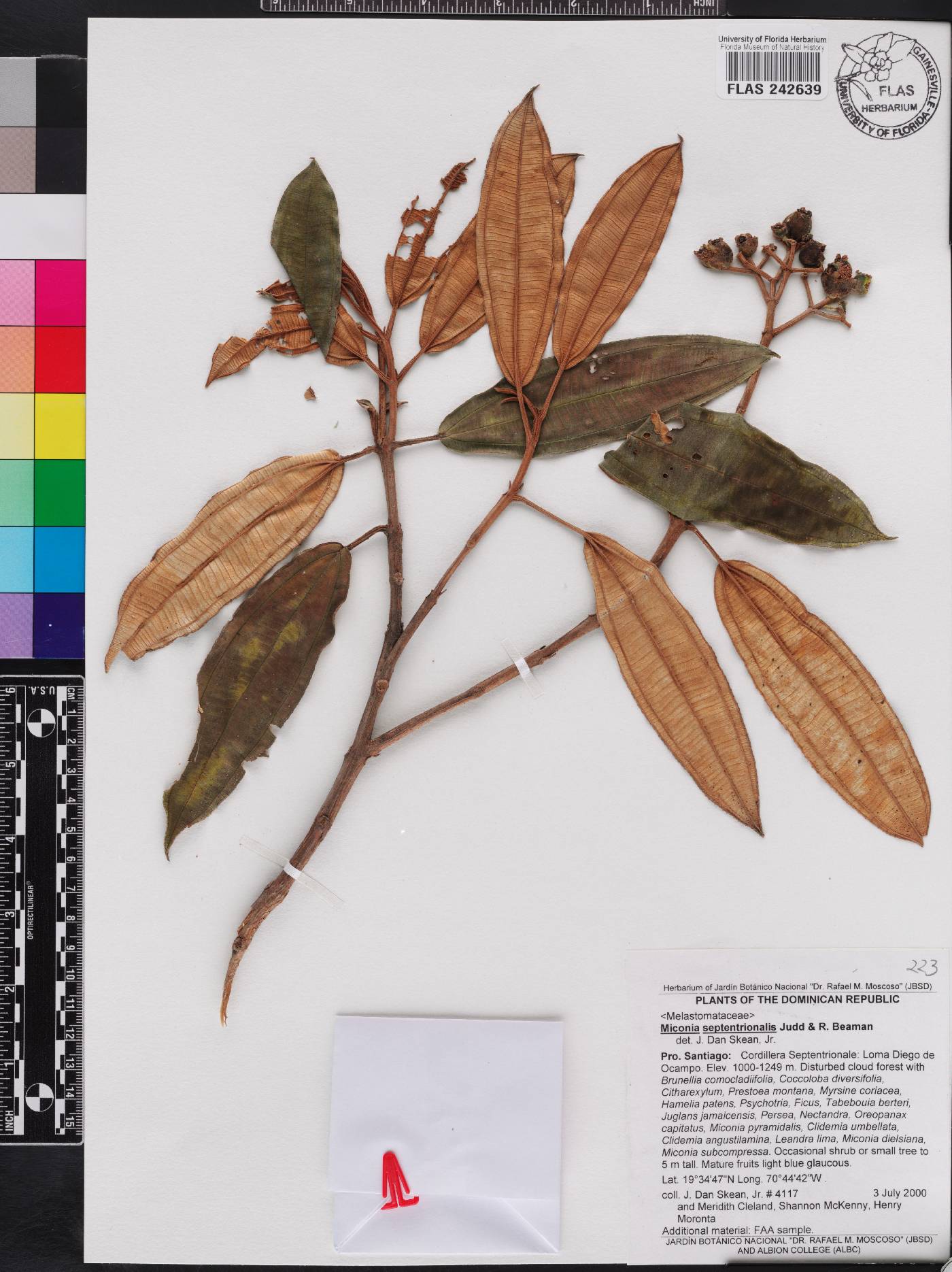 Miconia septentrionalis image