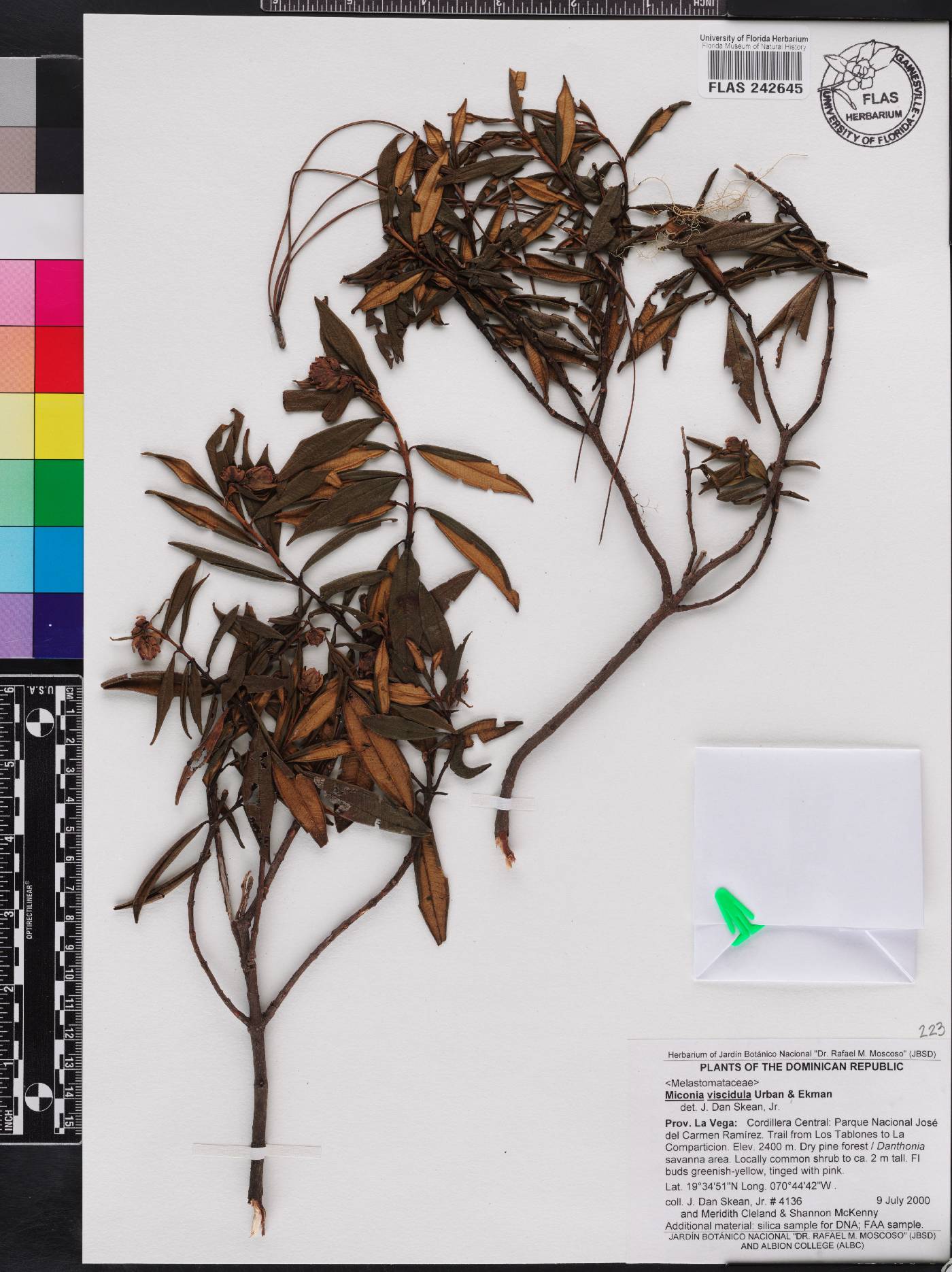 Miconia viscidula image
