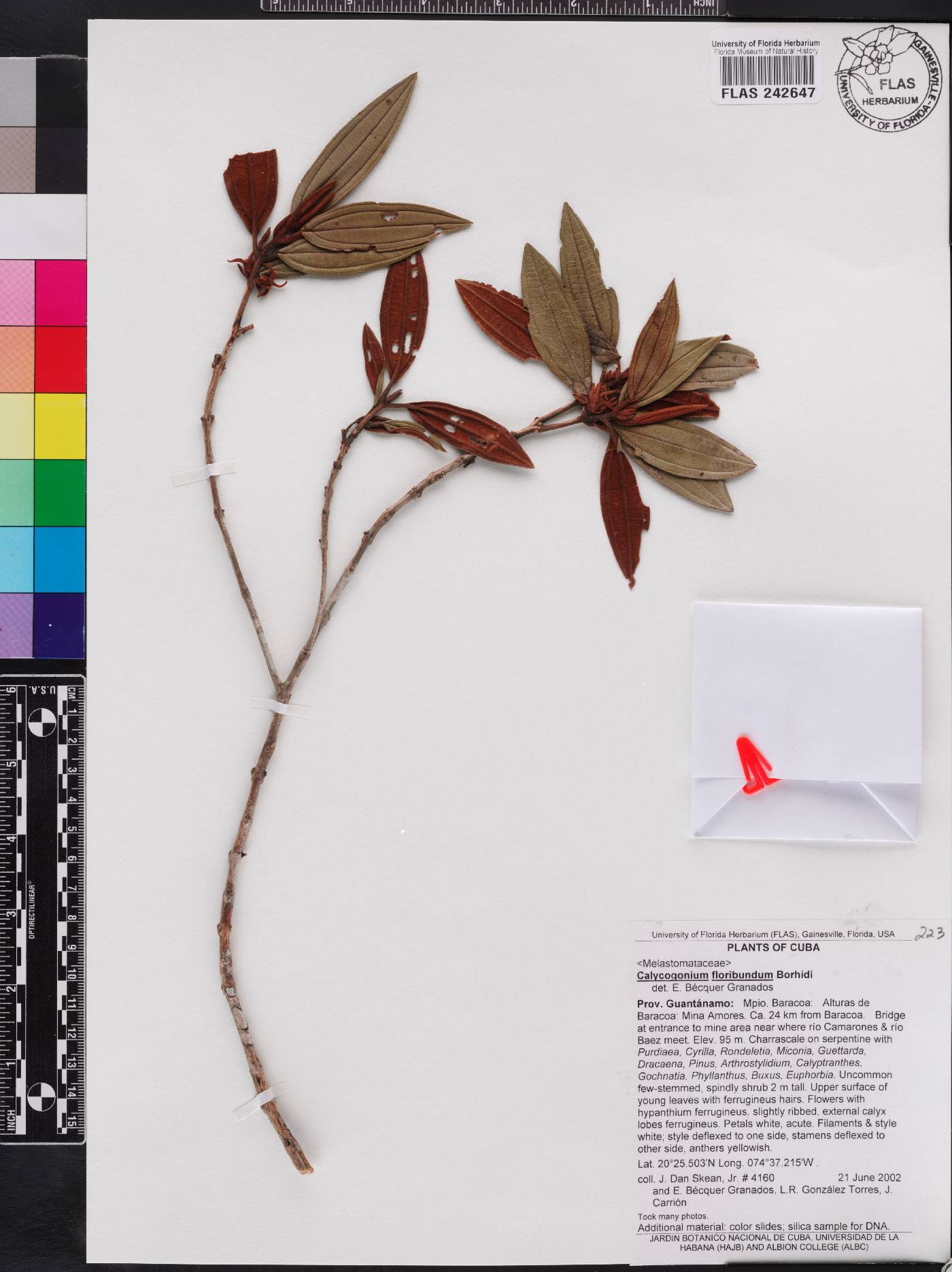 Miconia cupeyalensis image