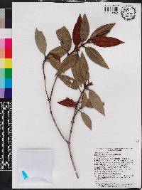 Miconia cupeyalensis image