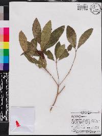 Miconia glabrifolia image