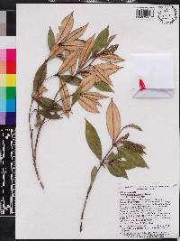 Miconia grisebachiana image